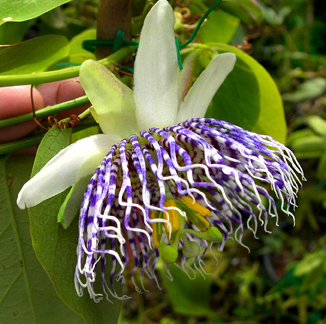 passion flower